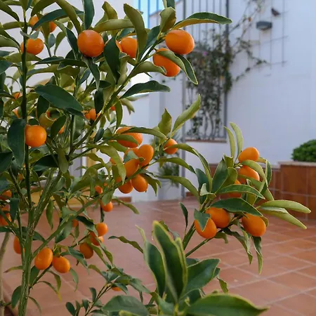 Apartment In Fuengirola, Malaga With Kitchen